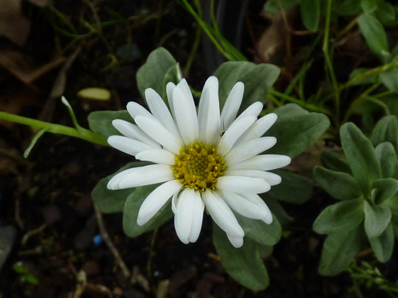 Celmisia brevifolia 4